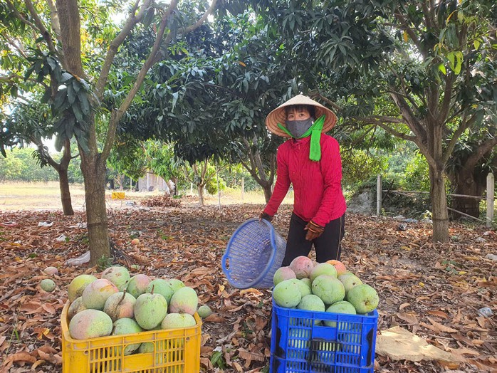 Trái cây, nông sản rớt giá mạnh - Ảnh 1. Trái cây, nông sản rớt giá mạnh - Ảnh 1.